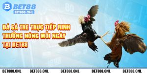 Đá Gà Tre Trực Tiếp Rinh Thưởng Nóng Mỗi Ngày Tại Bet88