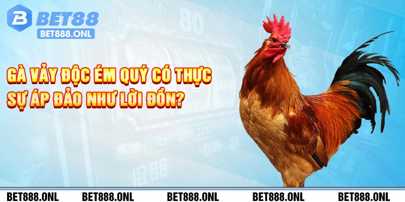 Gà vảy độc ém quý có thực sự áp đảo như lời đồn?