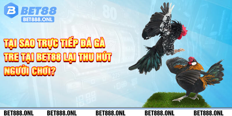 Tại sao trực tiếp đá gà tre tại Bet88 lại thu hút người chơi?